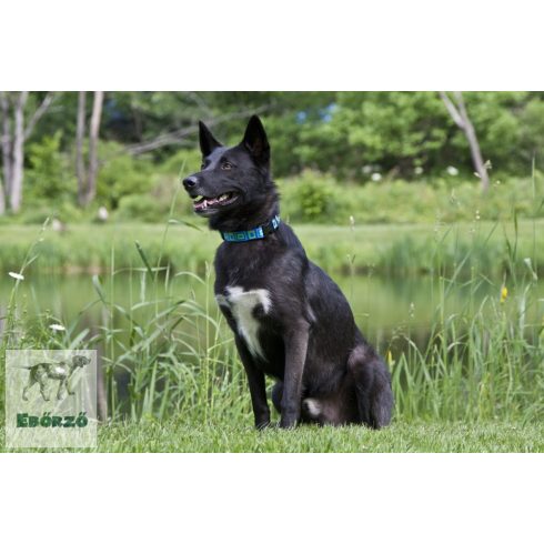 Lupine Original Collection Sea Glass Martingale Training Collar 2,5 cm width 39-55 cm -  For Medium and Larger Dogs