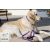 Lupine Original Collection Jelly Roll Martingale Training Collar 2,5 cm width 39-55 cm -  For Medium and Larger Dogs