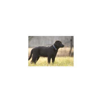 Lupine közepes termetű kutyáknak (7-45 kg között)