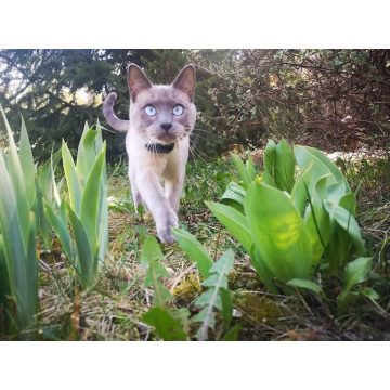 Dogwatch láthatatlan macska kerítés, macska szökésgátló